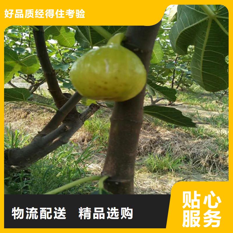 無花果梨樹苗用品質說話