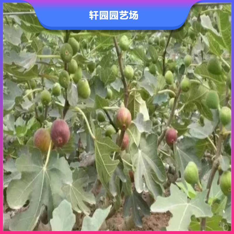 無花果,奶油草莓支持批發零售