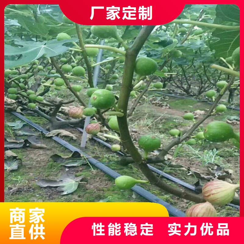 無花果3公分軟籽石榴苗物流配送