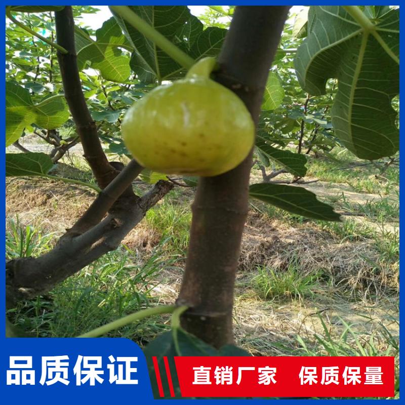 無花果,奶油草莓支持批發零售
