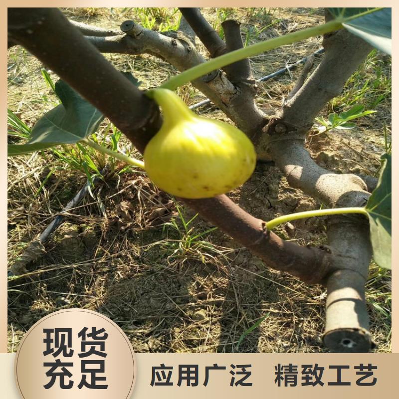 無花果,奶油草莓支持批發零售