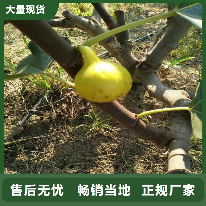 無花果3公分軟籽石榴苗物流配送
