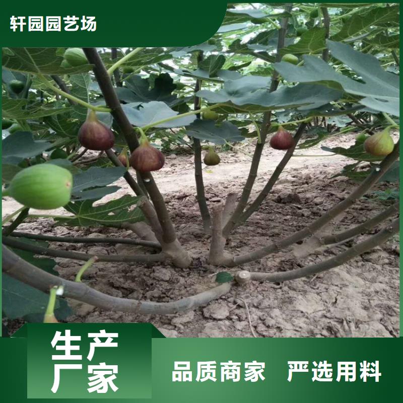 無花果,奶油草莓支持批發零售