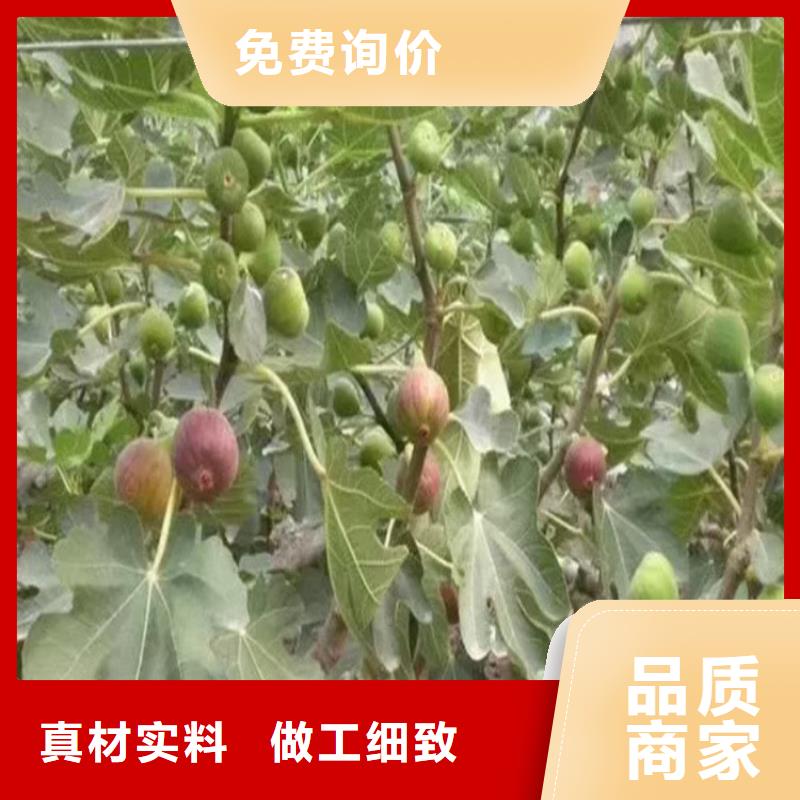 無花果,奶油草莓支持批發零售