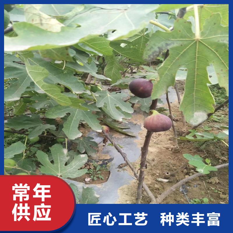無花果北美冬青經久耐用