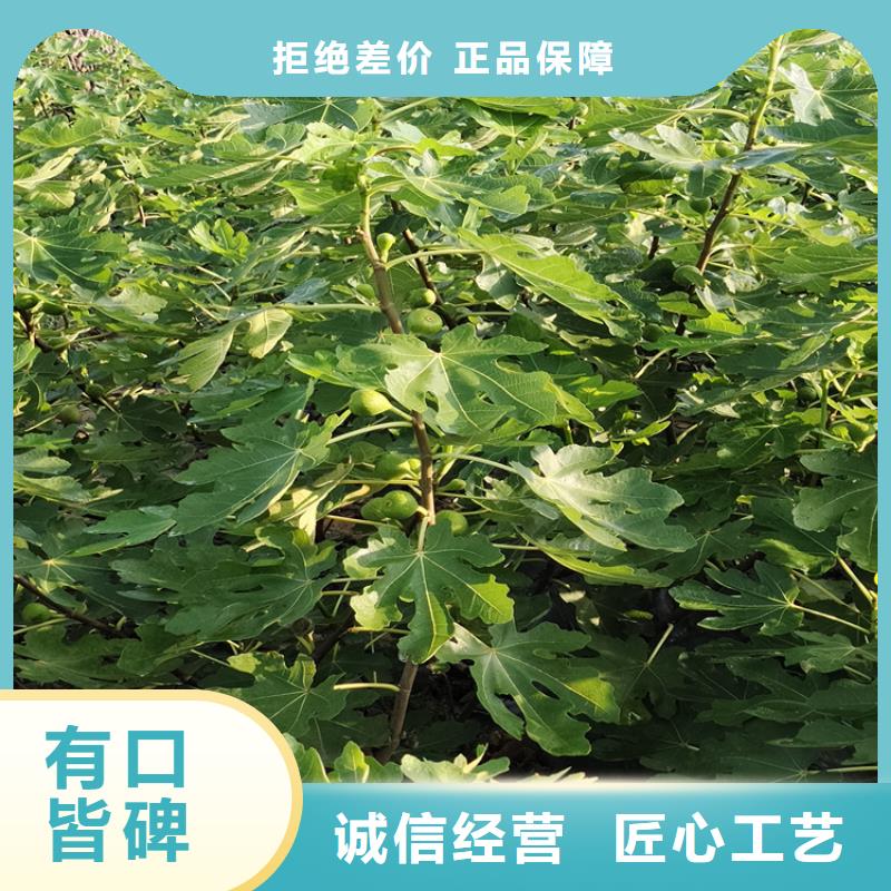 無花果,奶油草莓支持批發零售
