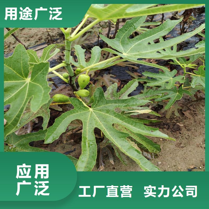 無花果,奶油草莓支持批發(fā)零售