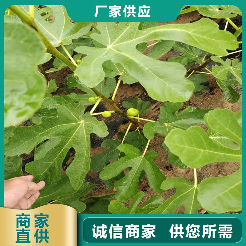 無花果-黃瓜苗好產品放心購