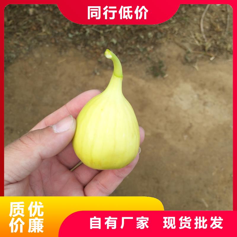 【無花果】,【獼猴桃苗】實力大廠家