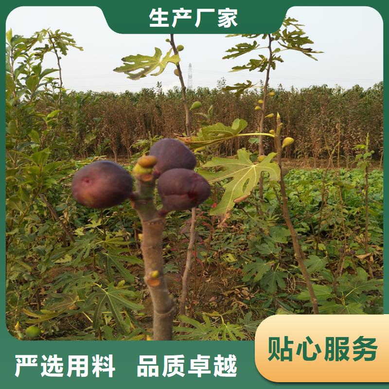 無花果-黃瓜苗好產品放心購