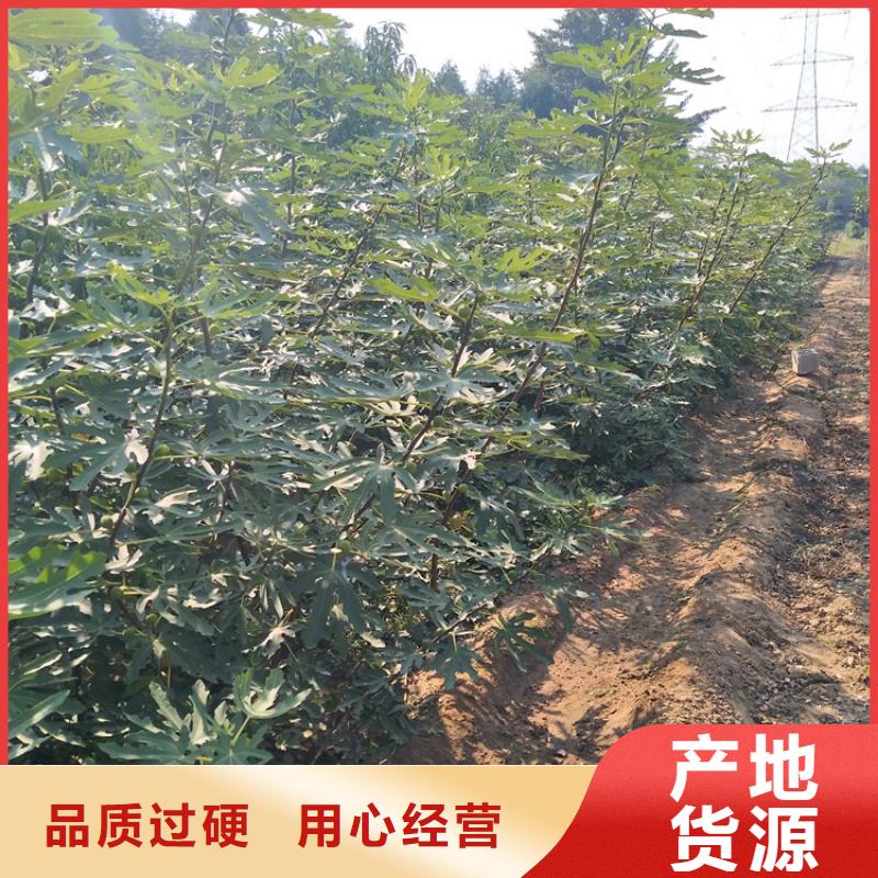 無花果-黃瓜苗好產品放心購