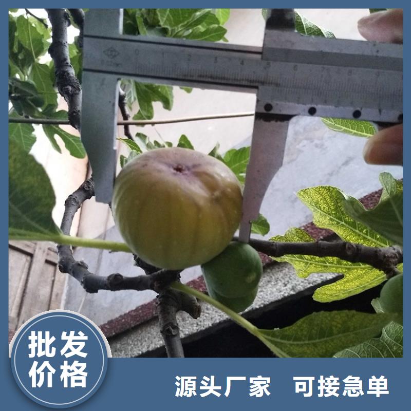 【无花果樱桃苗源头采购】