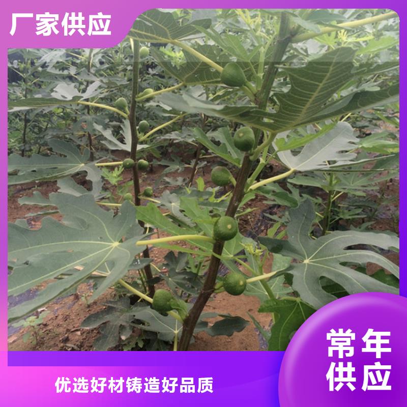 無花果,奶油草莓支持批發零售