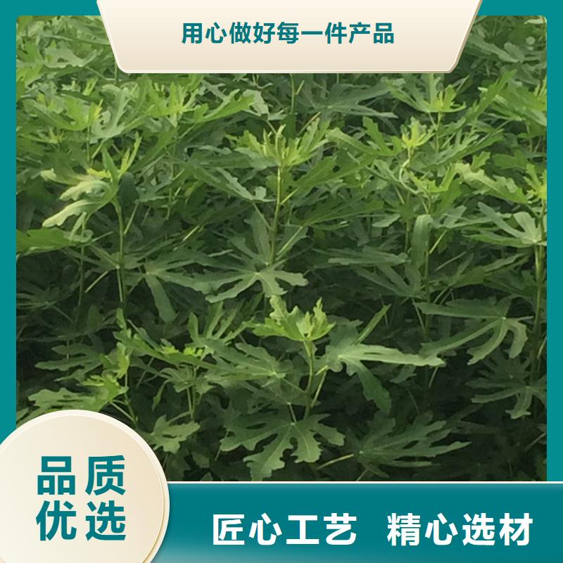 无花果,苹果苗定制不额外收费