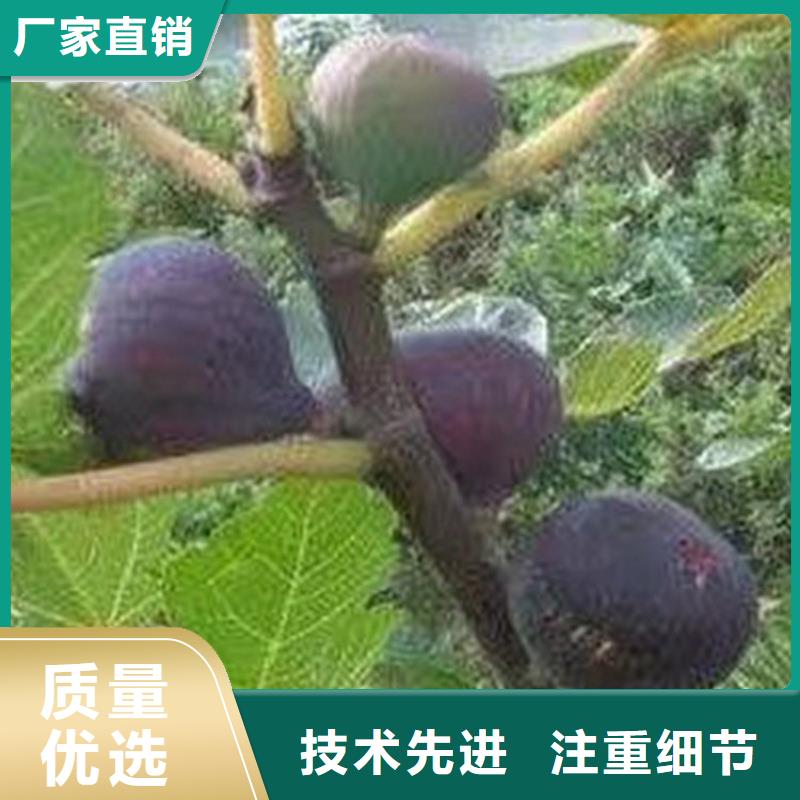 無花果,奶油草莓支持批發零售