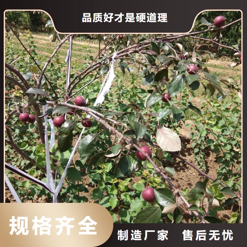 蘋果,【葡萄苗】現(xiàn)貨銷售