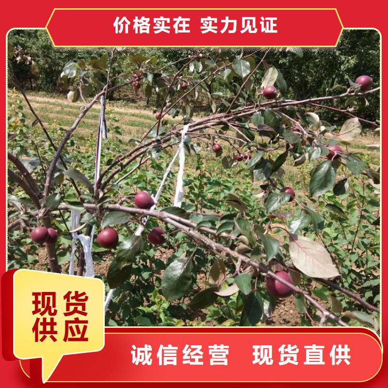 蘋果櫻桃苗品質(zhì)保證