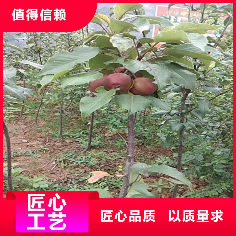 苹果苹果苗质量看得见