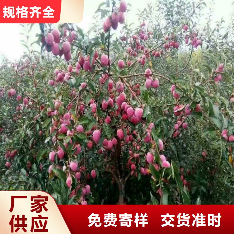 蘋果3公分石榴苗精致工藝