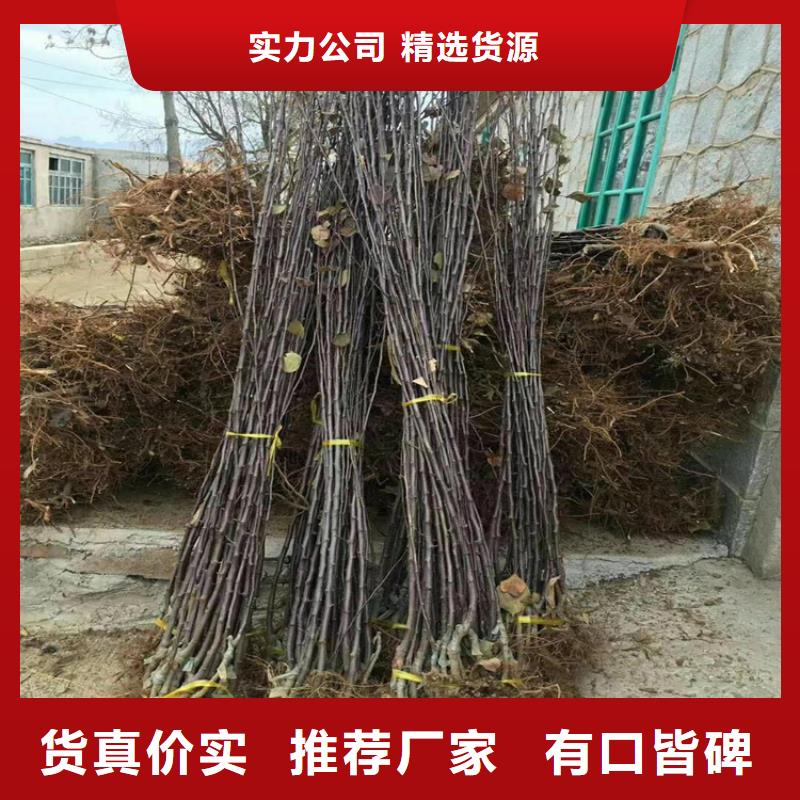 蘋果3公分石榴苗精致工藝