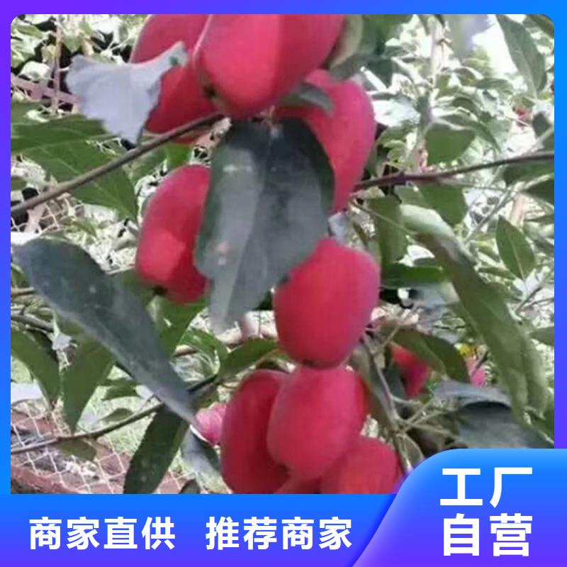 苹果苹果苗质量看得见