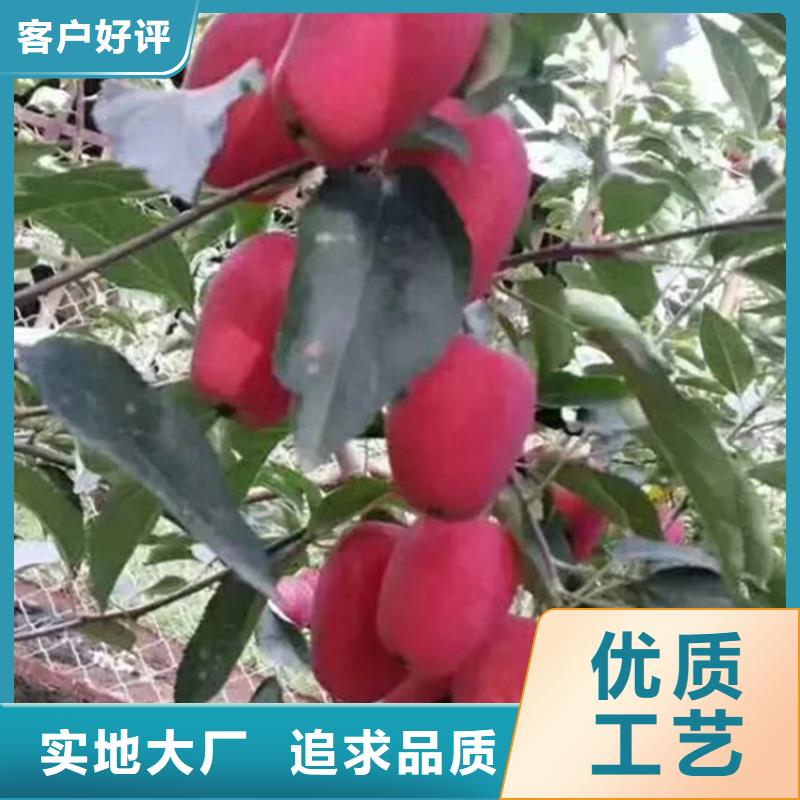 苹果嘎啦苹果订制批发