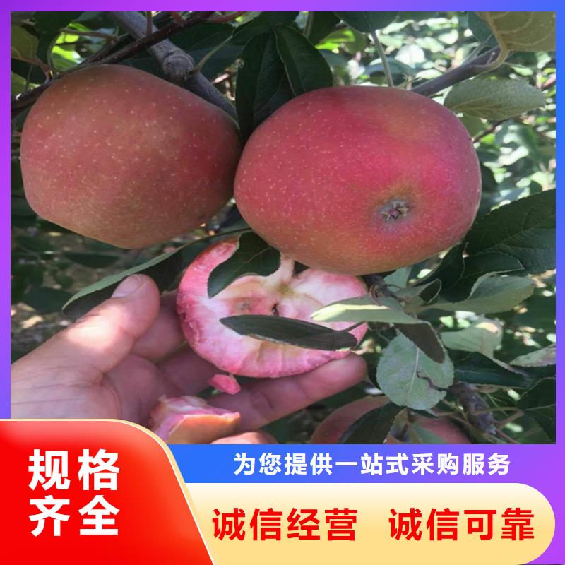 蘋果櫻桃苗品質(zhì)保證
