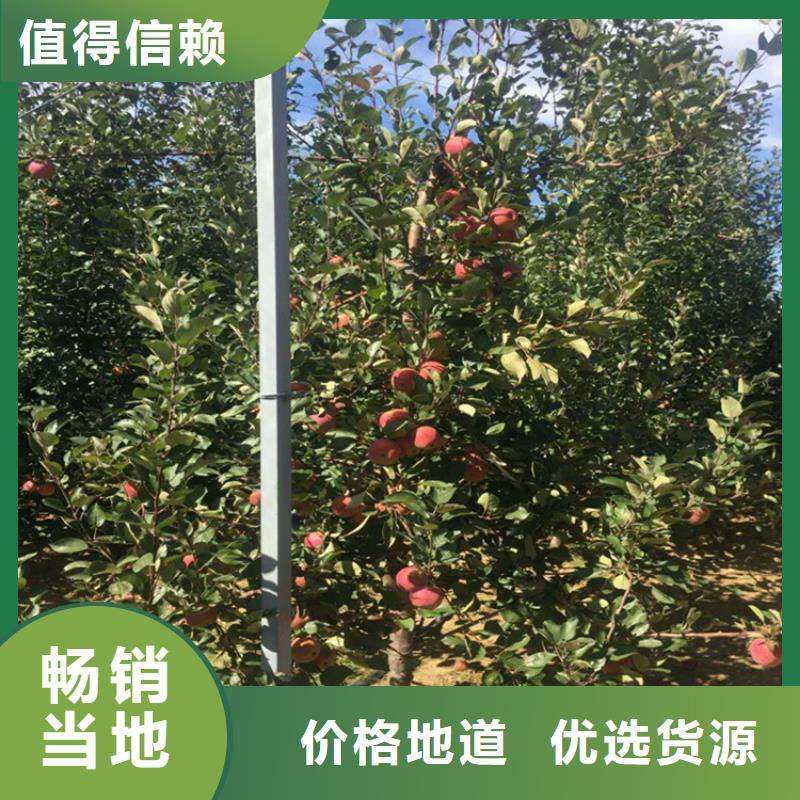 蘋果-櫻桃苗講信譽保質量