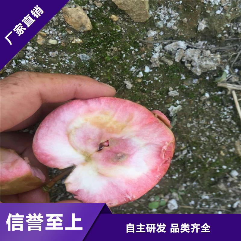 苹果_石榴树厂家直销值得选择