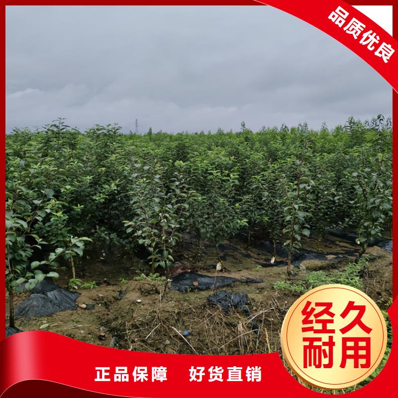 蘋果杏樹苗廠家