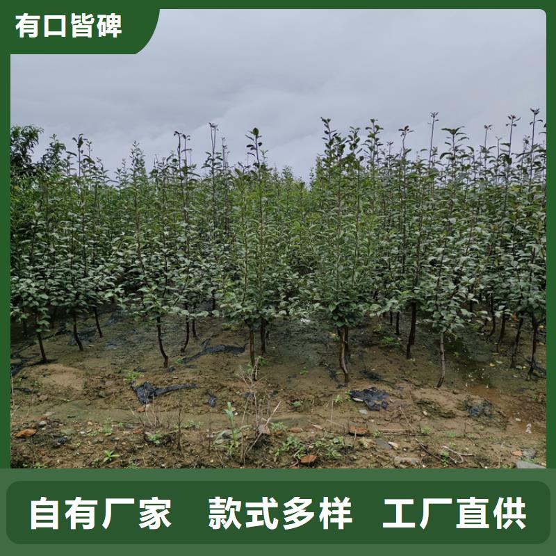 蘋果3公分石榴苗精致工藝
