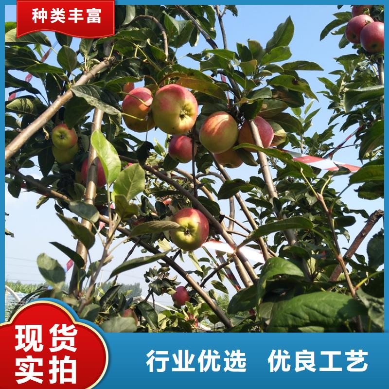 蘋果櫻桃苗品質(zhì)保證