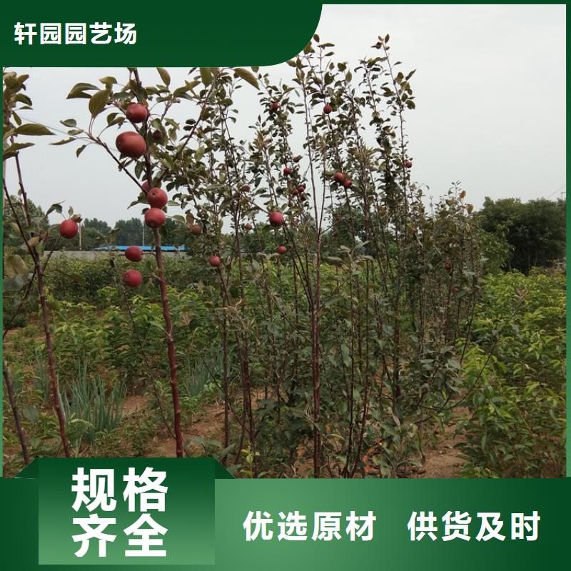 蘋果櫻桃苗品質(zhì)保證