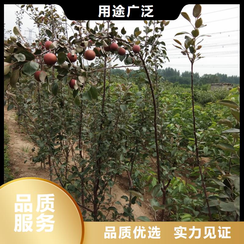 蘋果杏樹苗廠家