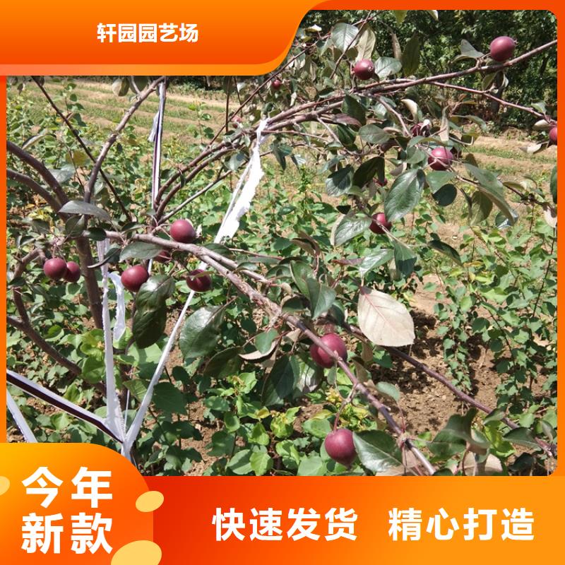 蘋果,【葡萄苗】現(xiàn)貨銷售