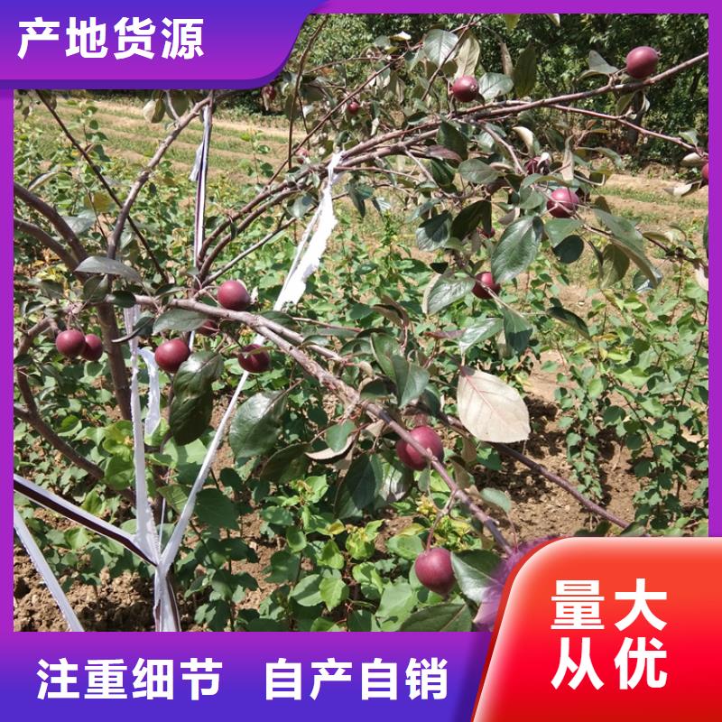 蘋果獼猴桃苗優選廠商