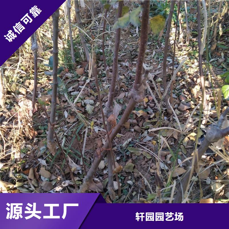 苹果【蓝莓苗】源头厂家直销