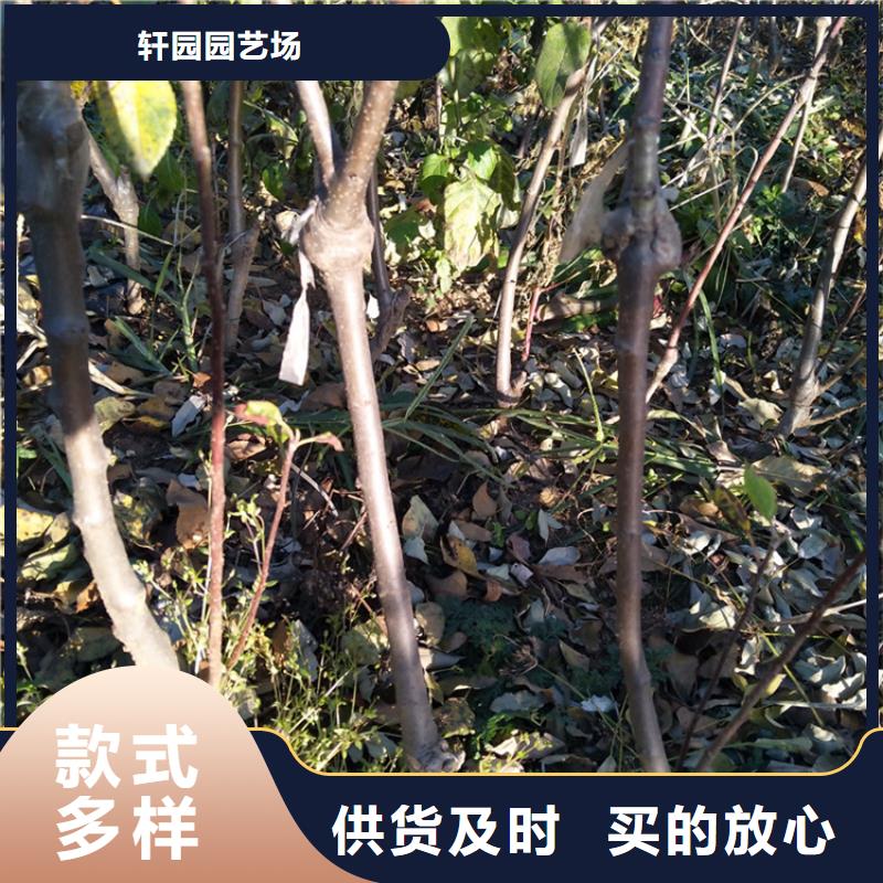 蘋果,【葡萄苗】現貨銷售