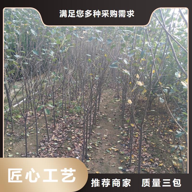 蘋果-櫻桃苗講信譽保質量