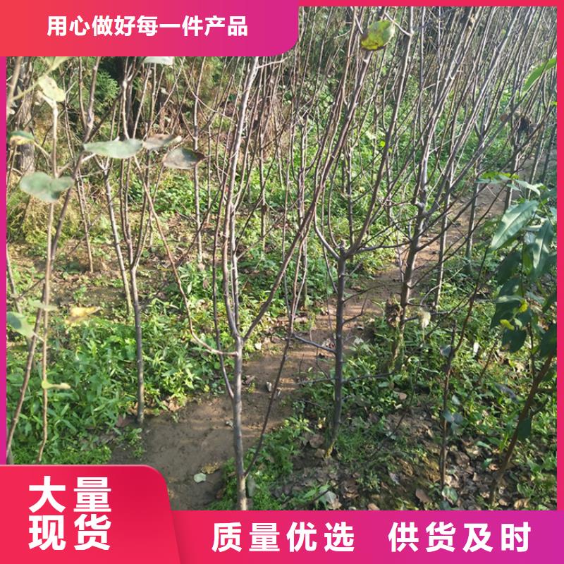 蘋果-櫻桃苗講信譽保質量