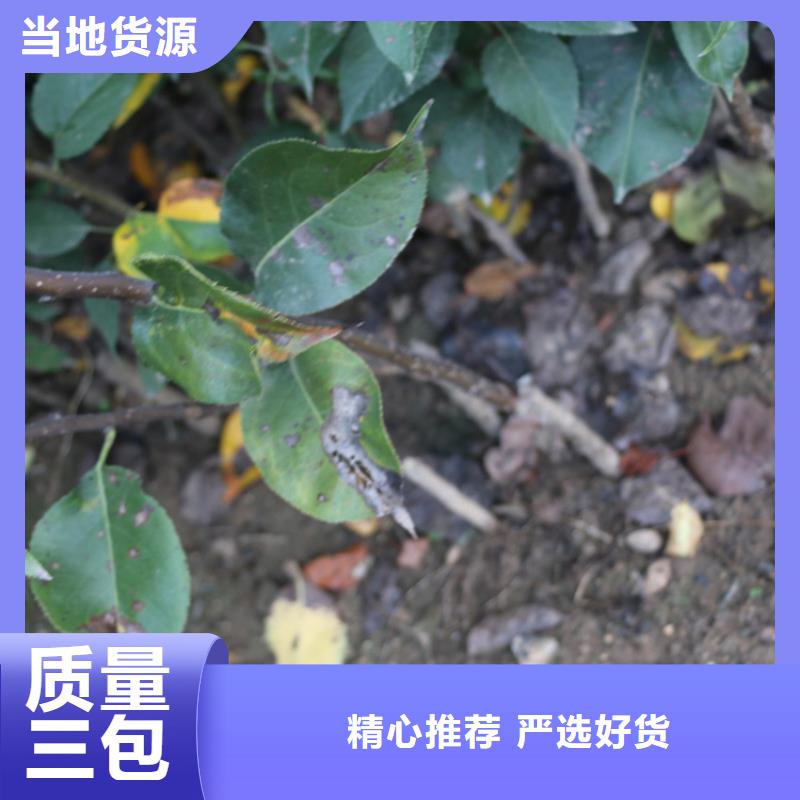 蘋(píng)果杏樹(shù)苗不斷創(chuàng)新