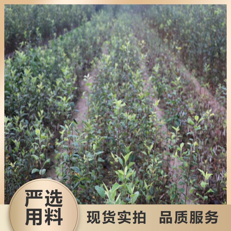 蘋果獼猴桃苗優選廠商