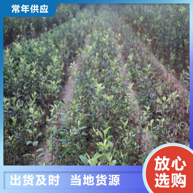 蘋果杏樹苗廠家