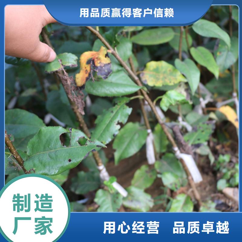 蘋果,【葡萄苗】現貨銷售