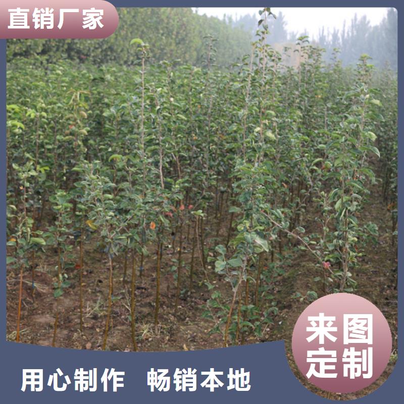 苹果,石榴树诚信商家服务热情