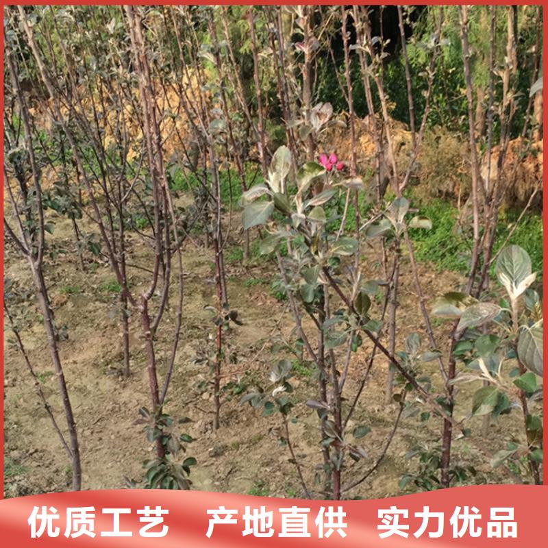 蘋果杏樹苗廠家