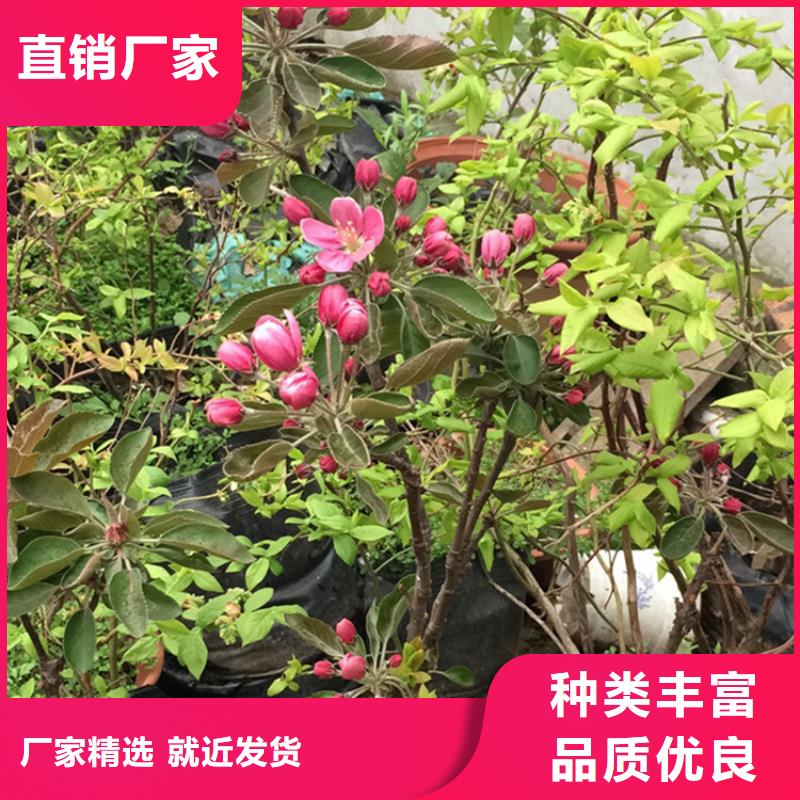 蘋果蘋果苗廠家