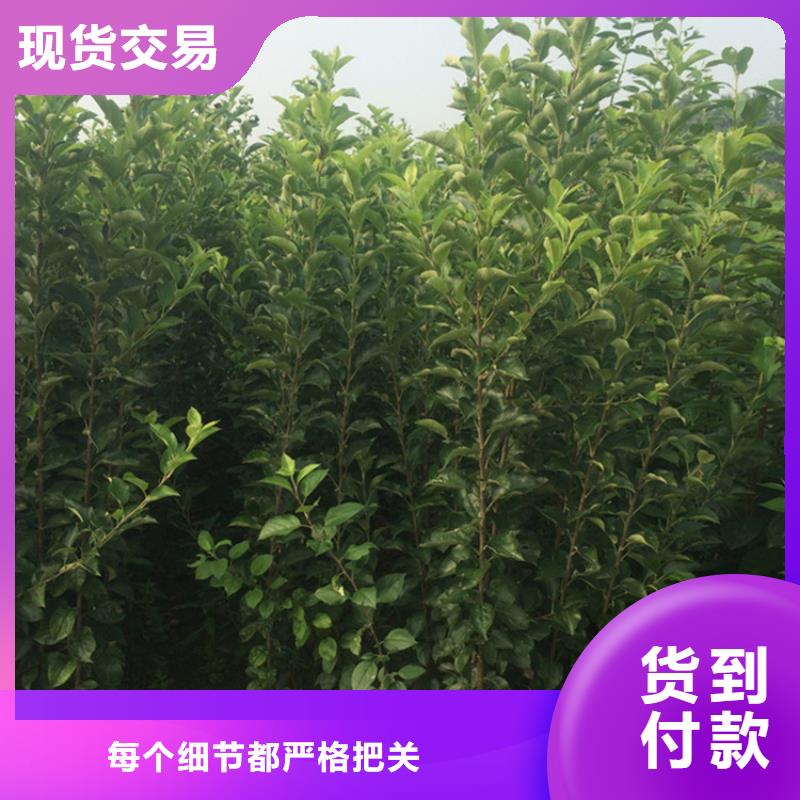 蘋果,【葡萄苗】現貨銷售