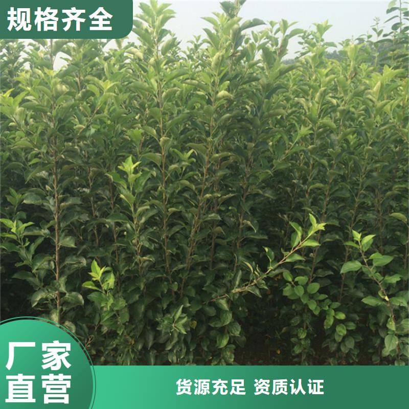 蘋果-櫻桃苗講信譽保質量