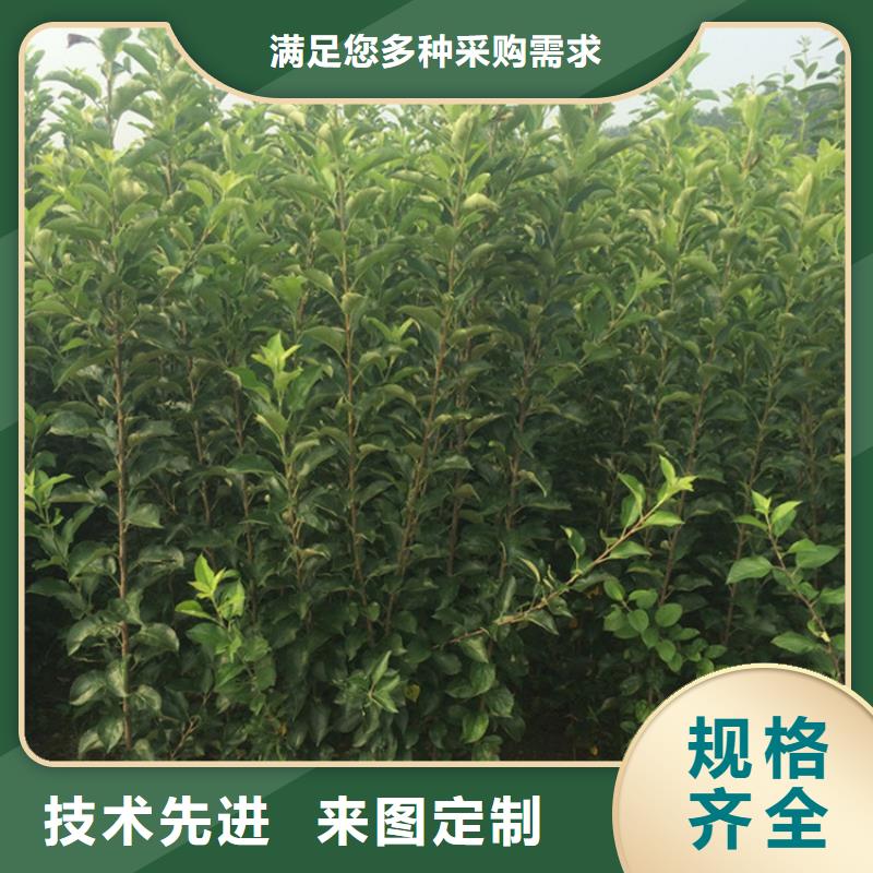 蘋果,【葡萄苗】現(xiàn)貨銷售